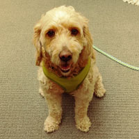 Buddy, a dog with short, tan curly fur sits on a carpeted floor.