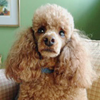 BFiona Marie, a dog with short light brown curly fur, sits on a tile floor.