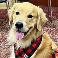 Biscuit, a dog with long tan fur, wears a red vest and sits on a carpeted floor.