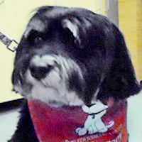 Gracie, a dog with short black and white fur wears a red bandana and is sitting in front of a piece of office furniture.