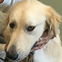 Lance, a dog with long white fur and wearing a tie, sits outside.