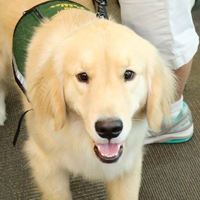 Pebbles, a dog with long tan fur is wearing a green vest.