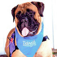 Ruby Begonia, a dog with short tan and white fur, is wearing a blue bandana and a purple vest.
